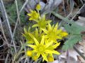 Petrosedum tenuifolium